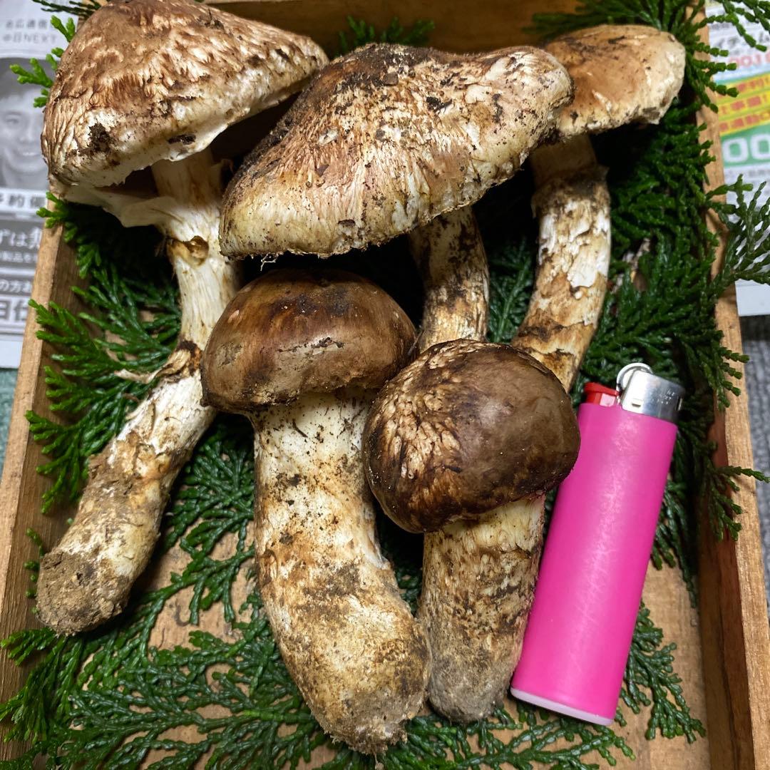 デランジェ 南信州 豊丘産松茸198ｇ