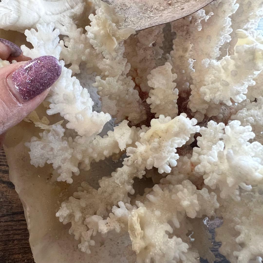 超特大 珊瑚 サンゴ コーラル ピンク オブジェ インテリア 貝