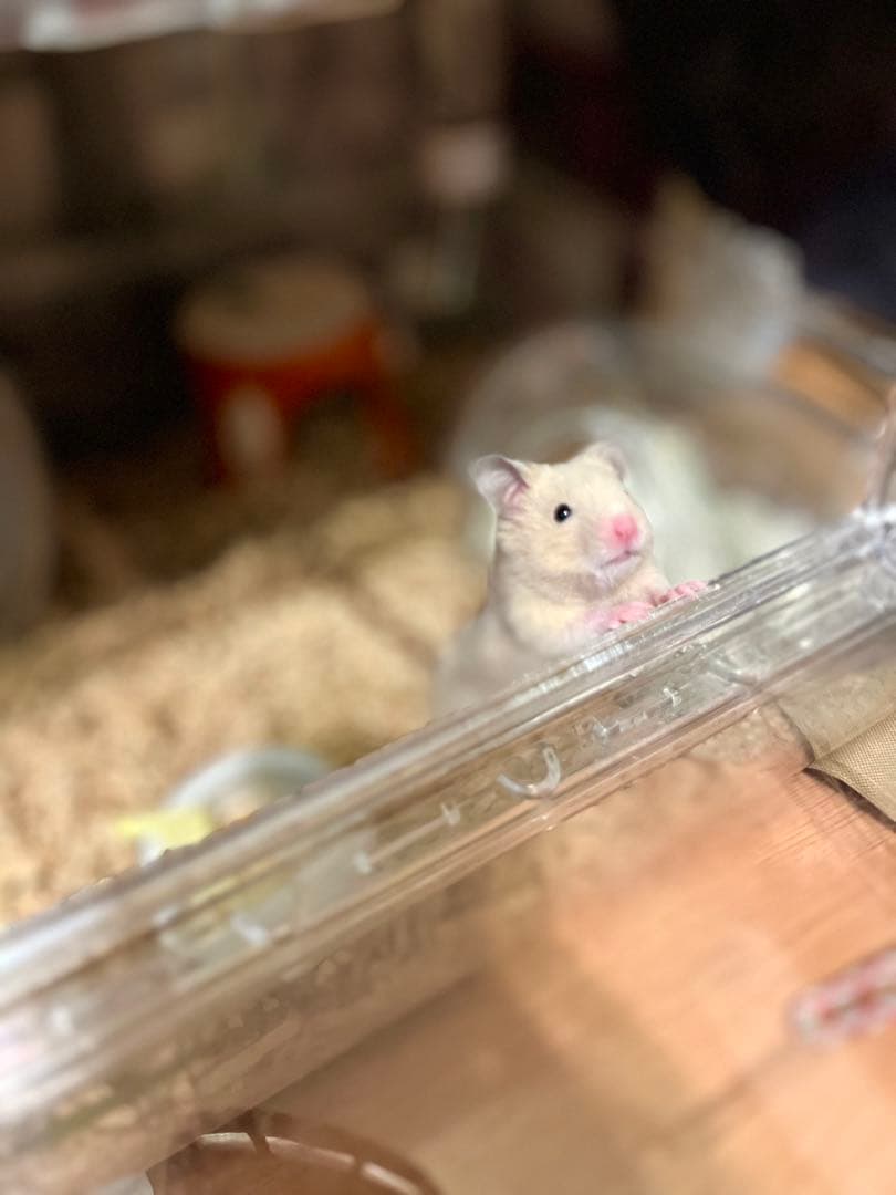 hnm_ra⭐️さまご確認用