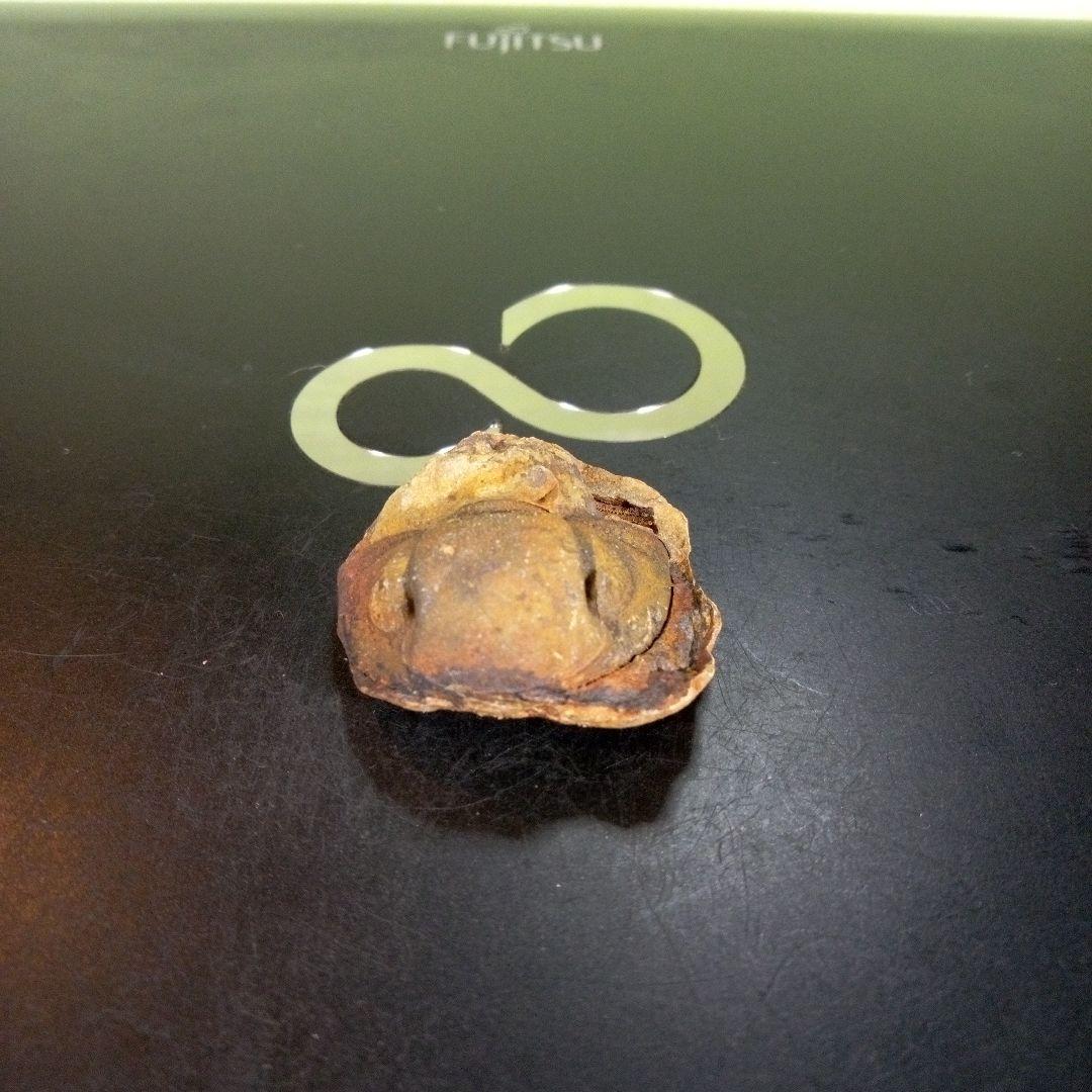 三葉虫　南米産　化石　fossil　ボリビア産　trilobite　南米化石郡③