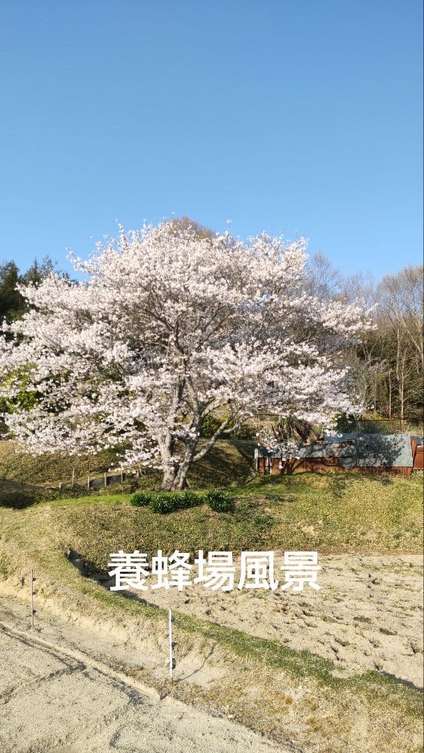 国産純粋はちみつ【1200グラム2本】無添加　 非加熱生蜂蜜