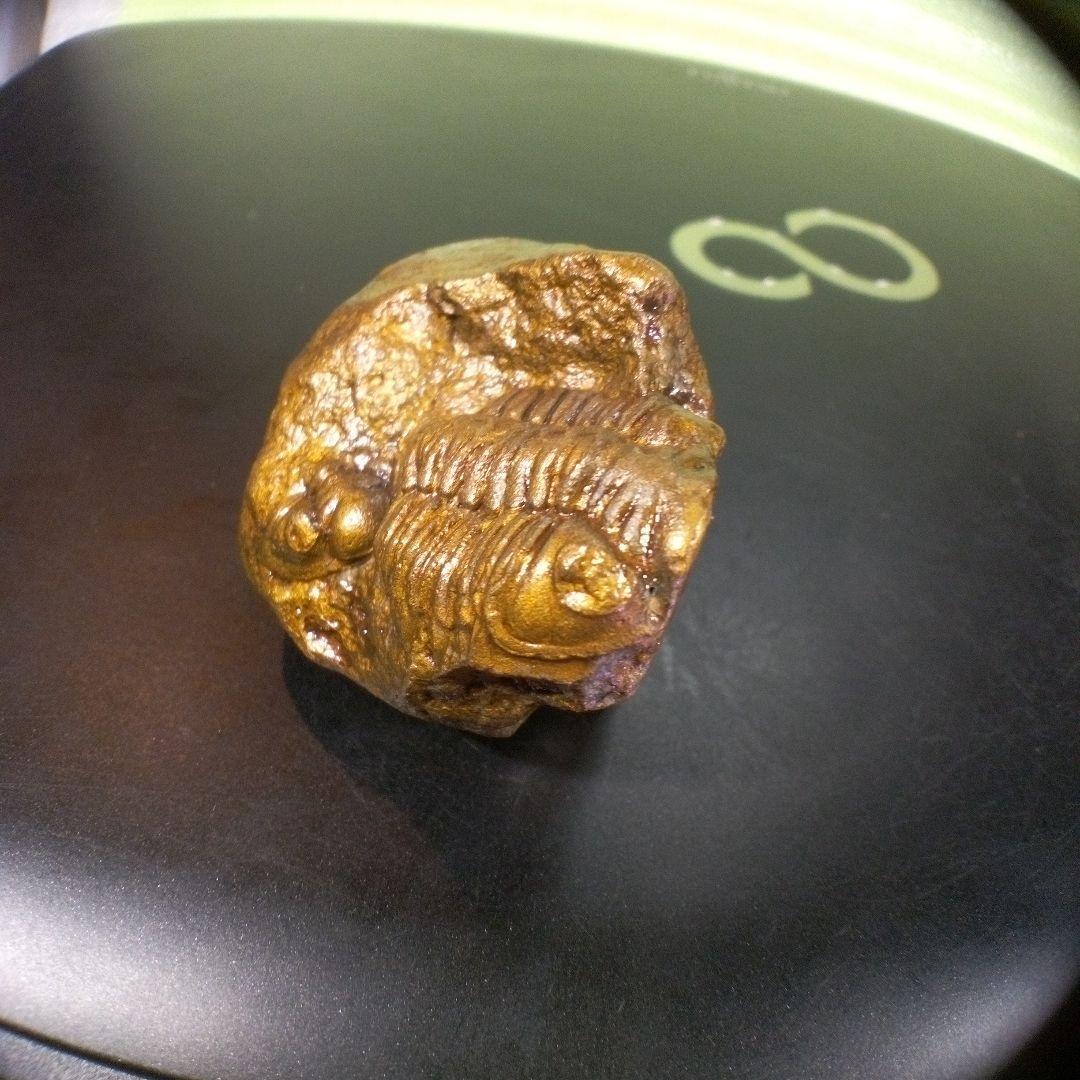 三葉虫　化石　fossil　ボリビア産　レア　Fossil管理④