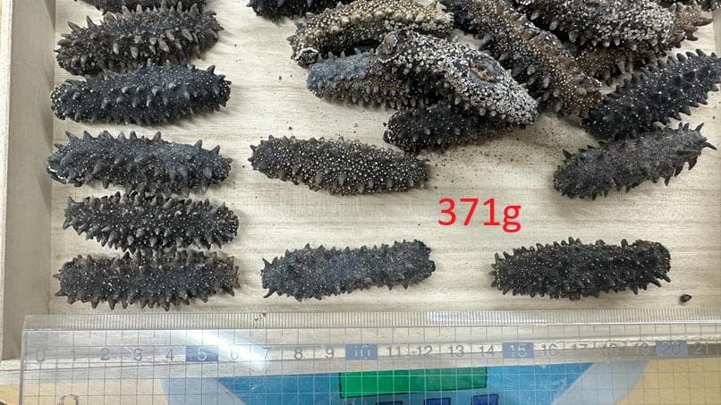 専用 ナマコ 371g