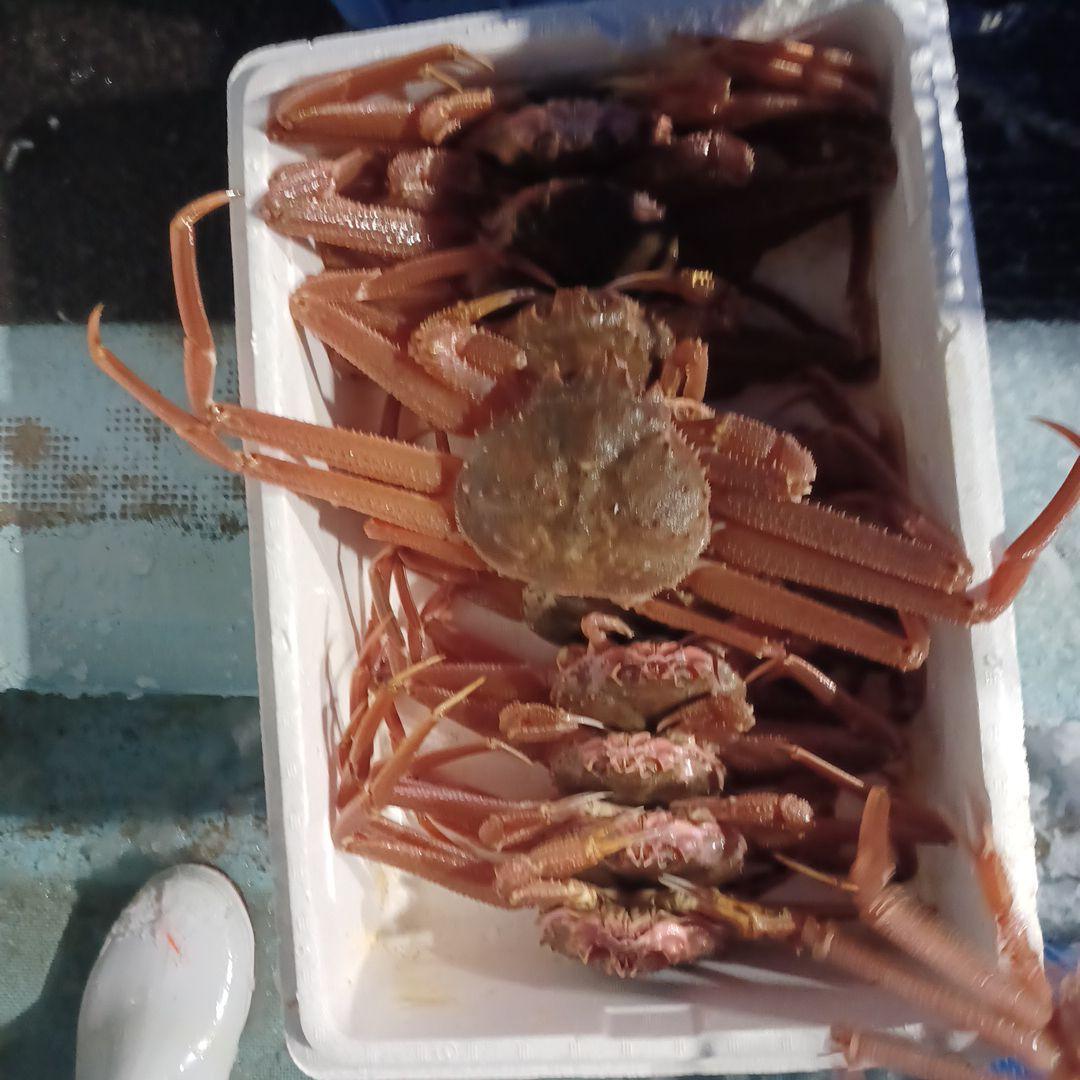新鮮カニ 5匹入り
