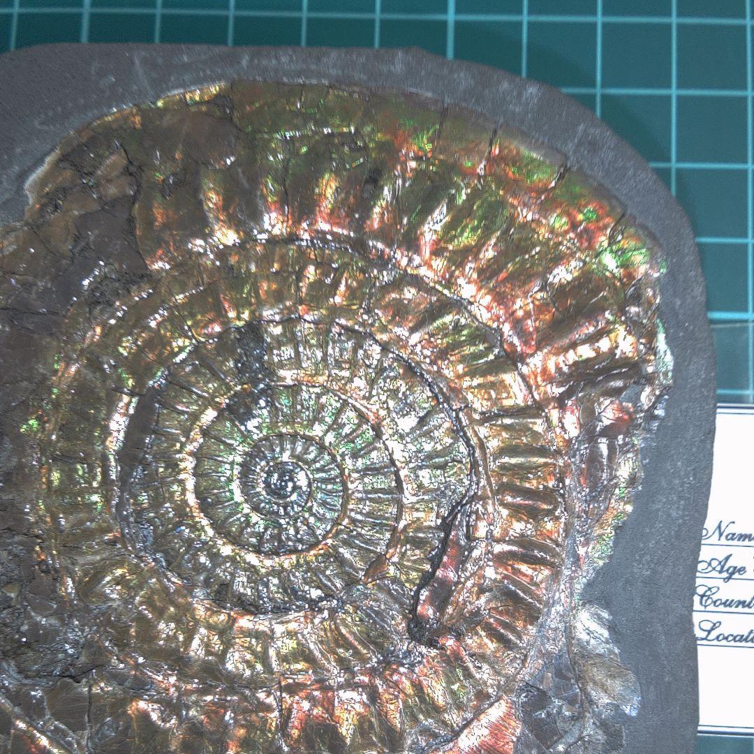 小物１ Caloceras Johnstoni 化石 ジュラ紀