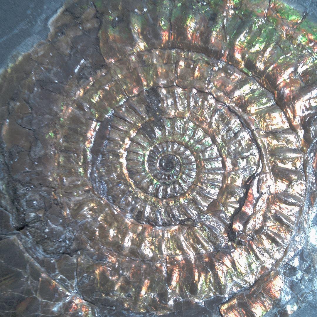 小物１ Caloceras Johnstoni 化石 ジュラ紀