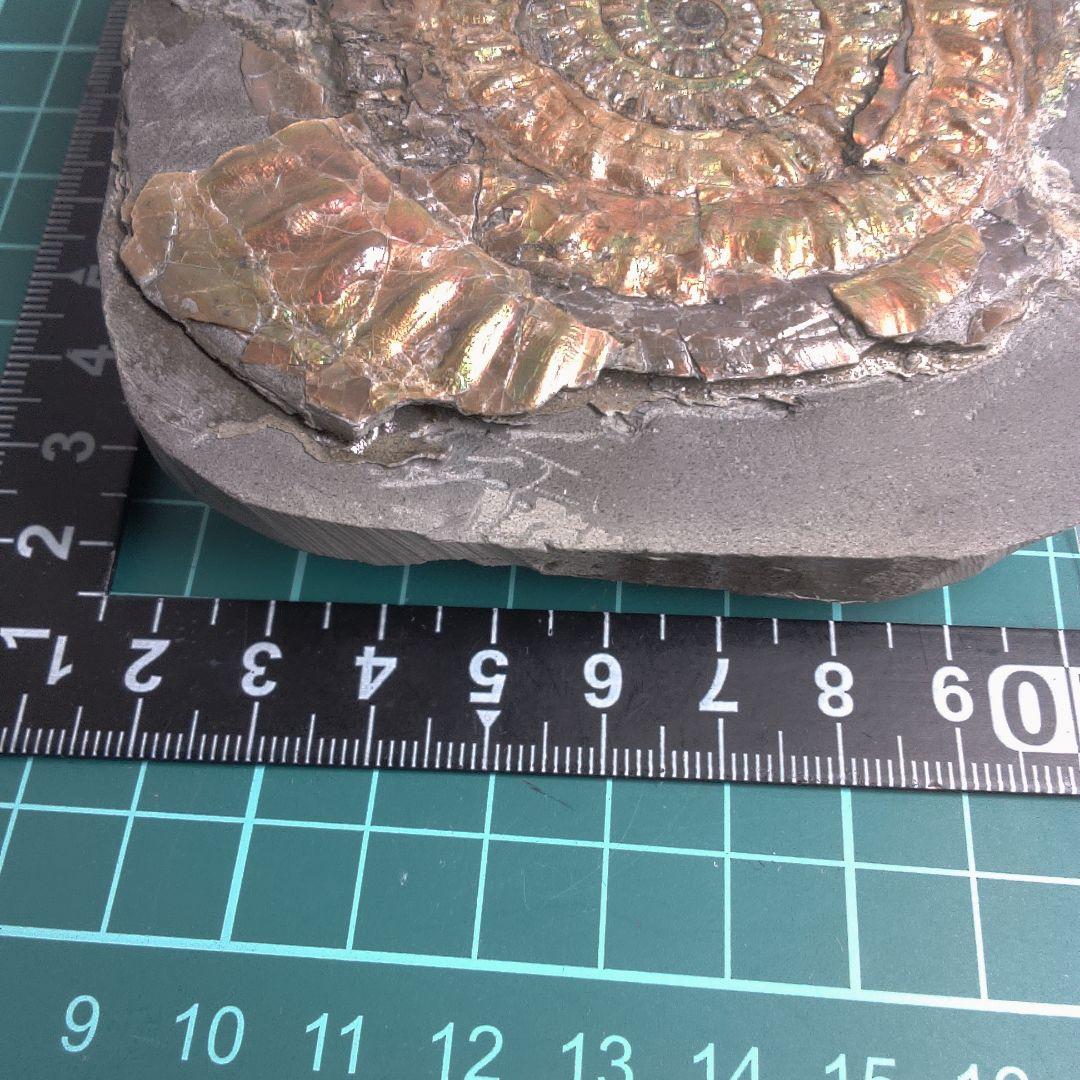 小物１ Caloceras Johnstoni 化石 ジュラ紀