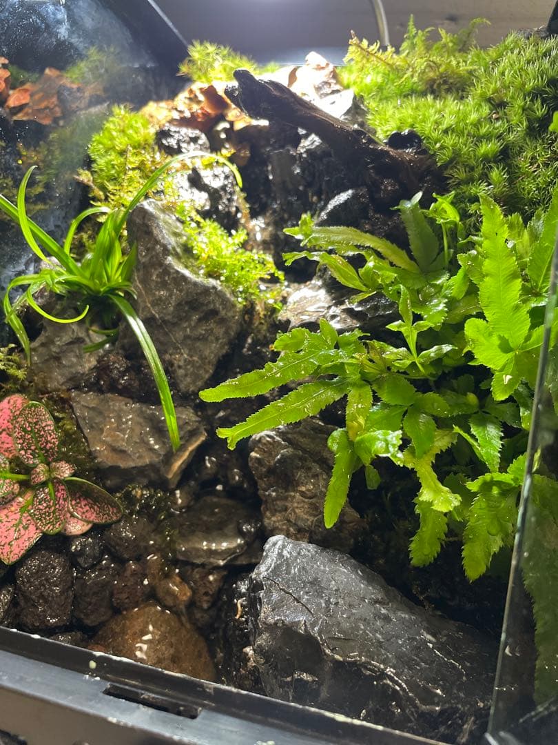 【完成品】2段の滝があるアクアテラリウム