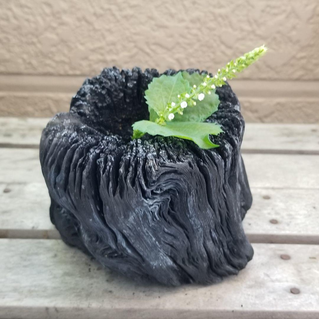 天は皿状　紀州備長炭オブジェ　一点もの　希少