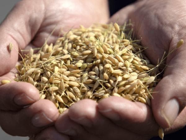 幻のお米　令和7年度『いのちの壱』　岐阜県産　新米 　玄米 ３０kg 　送料無料