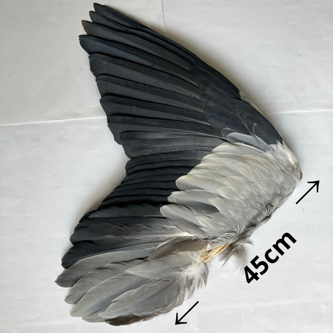 アオサギの翼標本と尾標本　鳥の羽根