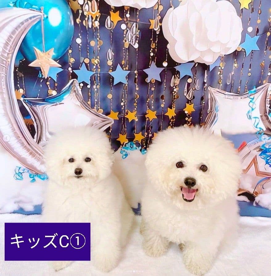 背景布×15枚+3　ペット撮影用フォトブース　トリミングチョーカー販売中