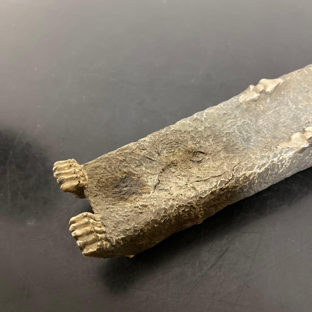 スカル ドクロ 髑髏 フィギュア ４種セット 置物 お香立て ステンレスグラス8