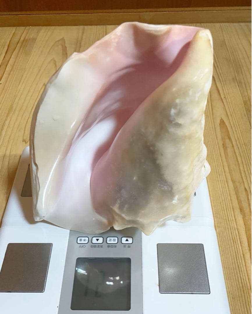 希少古代特大肉厚桃色法螺貝、ピンク法螺貝