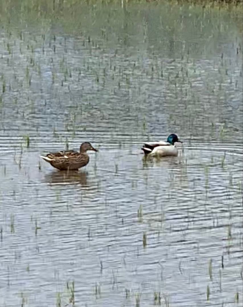 高食味❗️令和7年 低農薬栽培 高知コシヒカリ玄米10キロ(5kg×2)精米無料