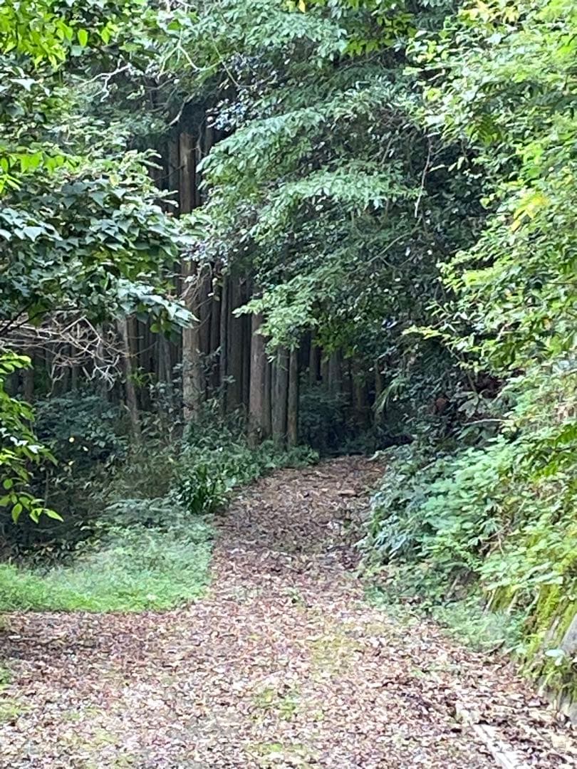 はちみつ　日本蜜蜂のハチミツ　奥山の奥の蜂蜜　国産蜂蜜愛媛産　２種