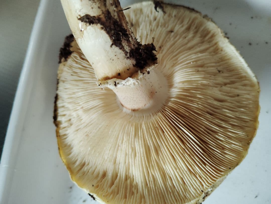 松竹梅様御専用岩手県岩泉産松茸　3本セット