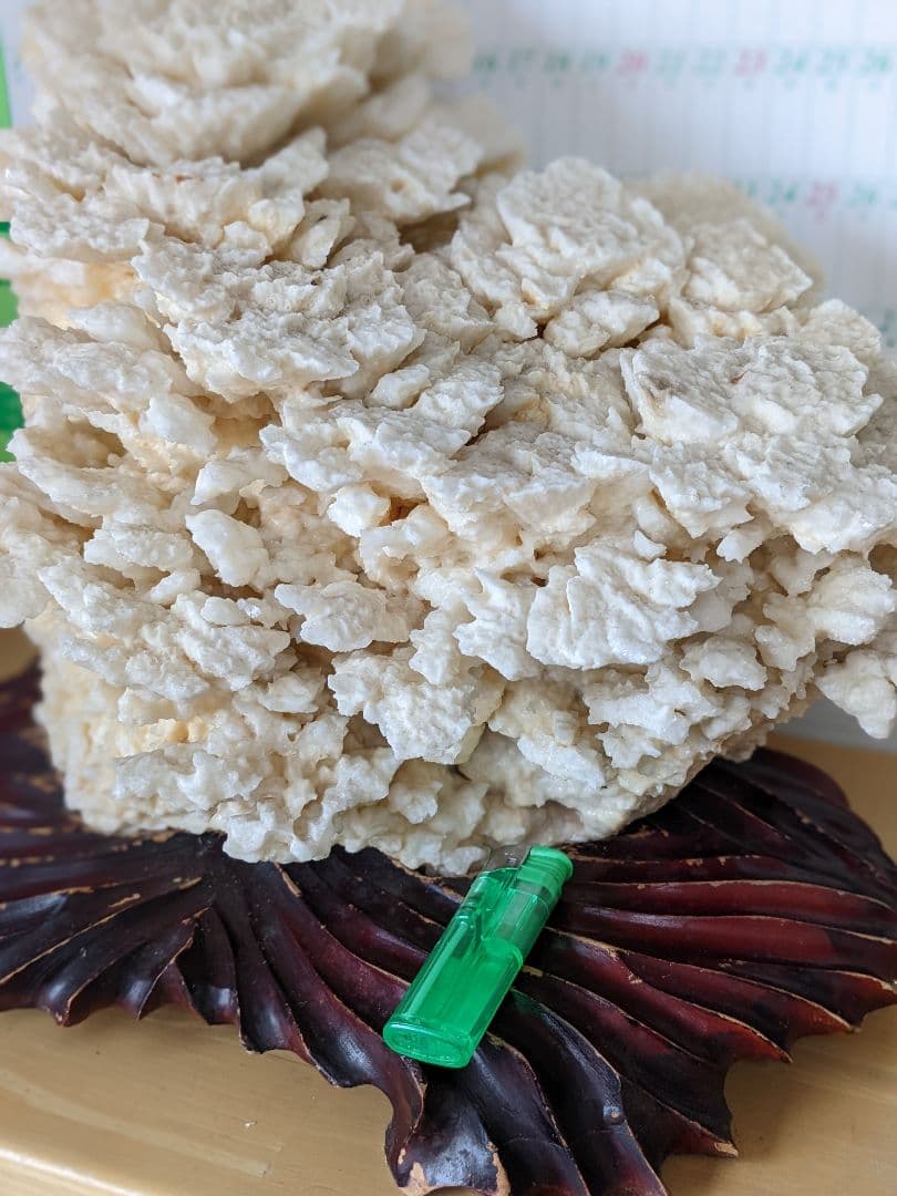 珊瑚礁　海の宝