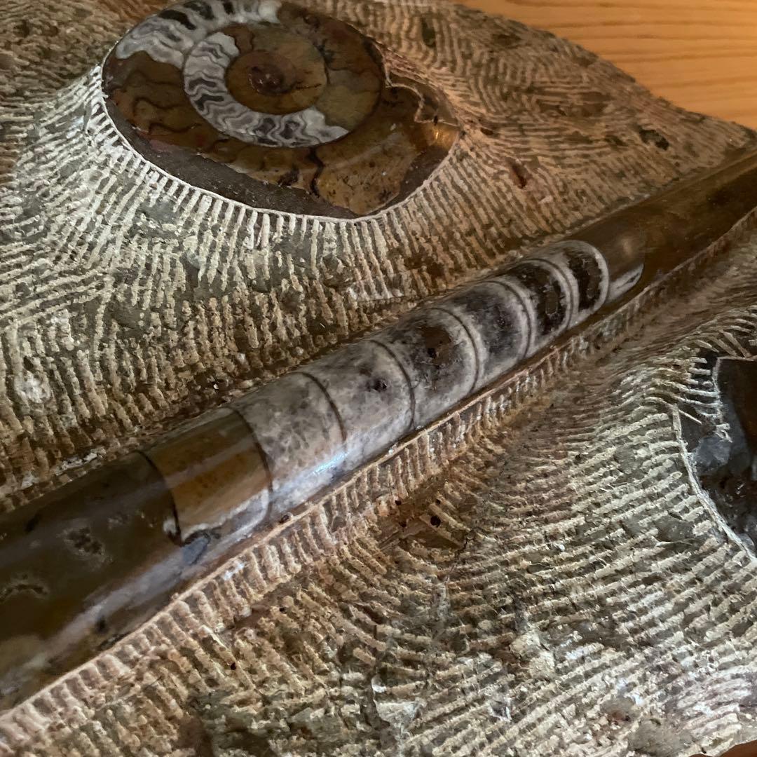 モロッコ産　アンモナイト　オルソセラス　化石　博物館　鉱石