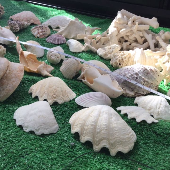 沖縄　石垣島の貝殻