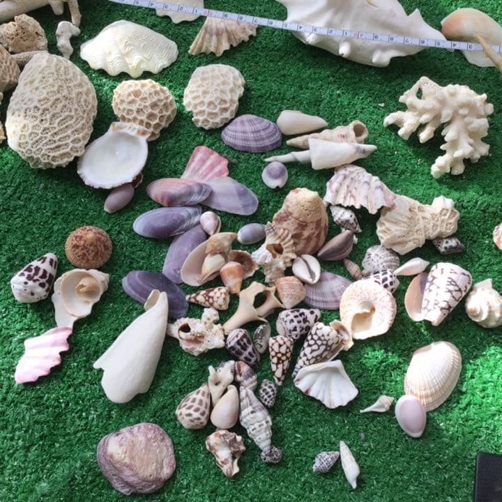 沖縄　石垣島の貝殻