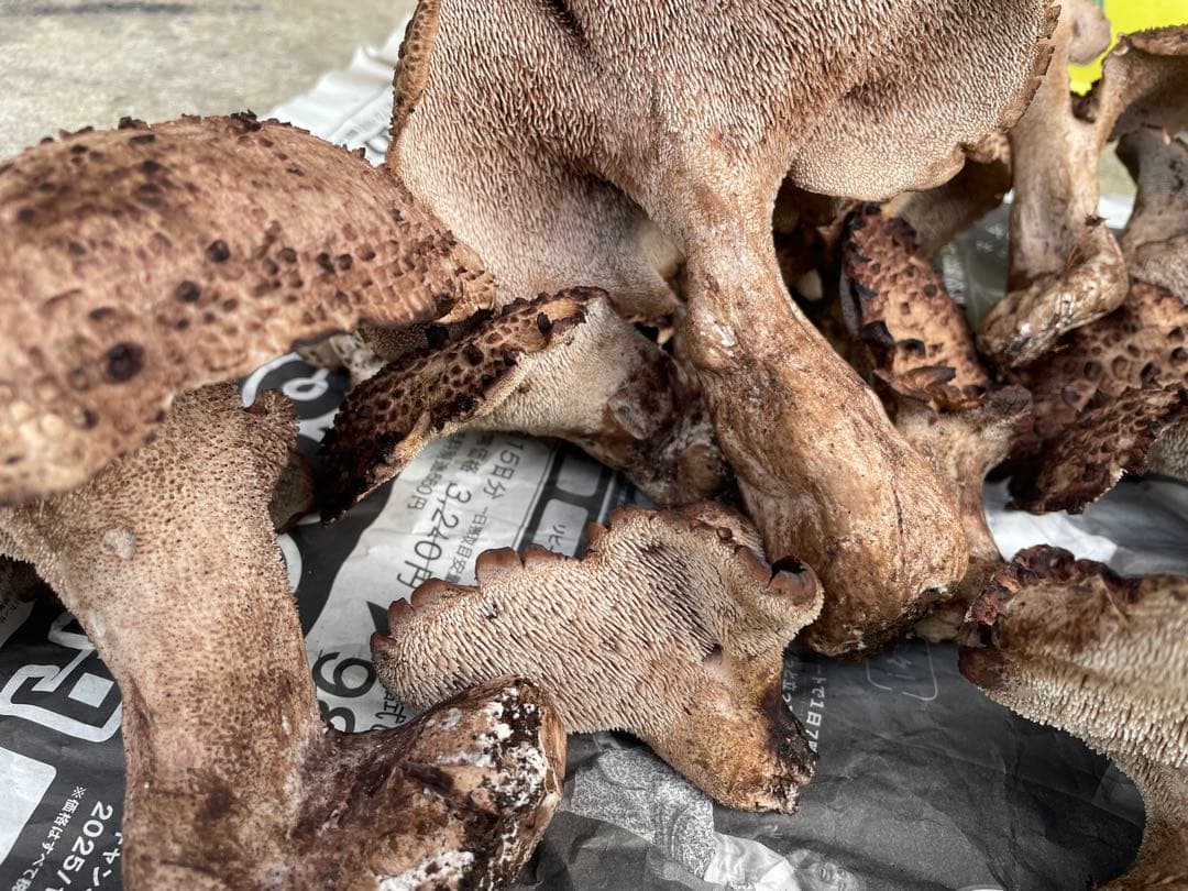 【岩手県産】香茸1.2kg クール便送料込み