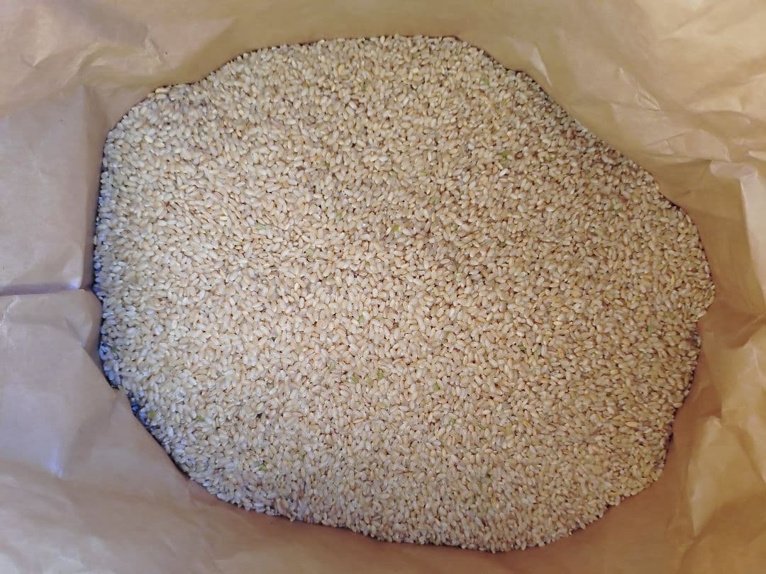 令和7年　　新米　玄米30キロ　早いもの勝ちラスト