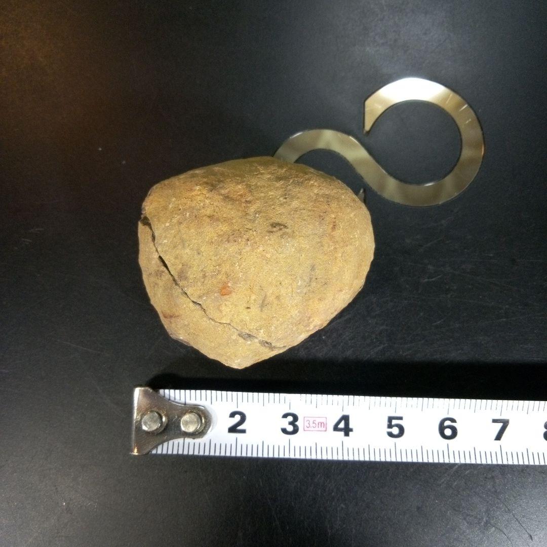 三葉虫　化石　fossil　海　ボリビア産　trilobite　レア　化石№⑩