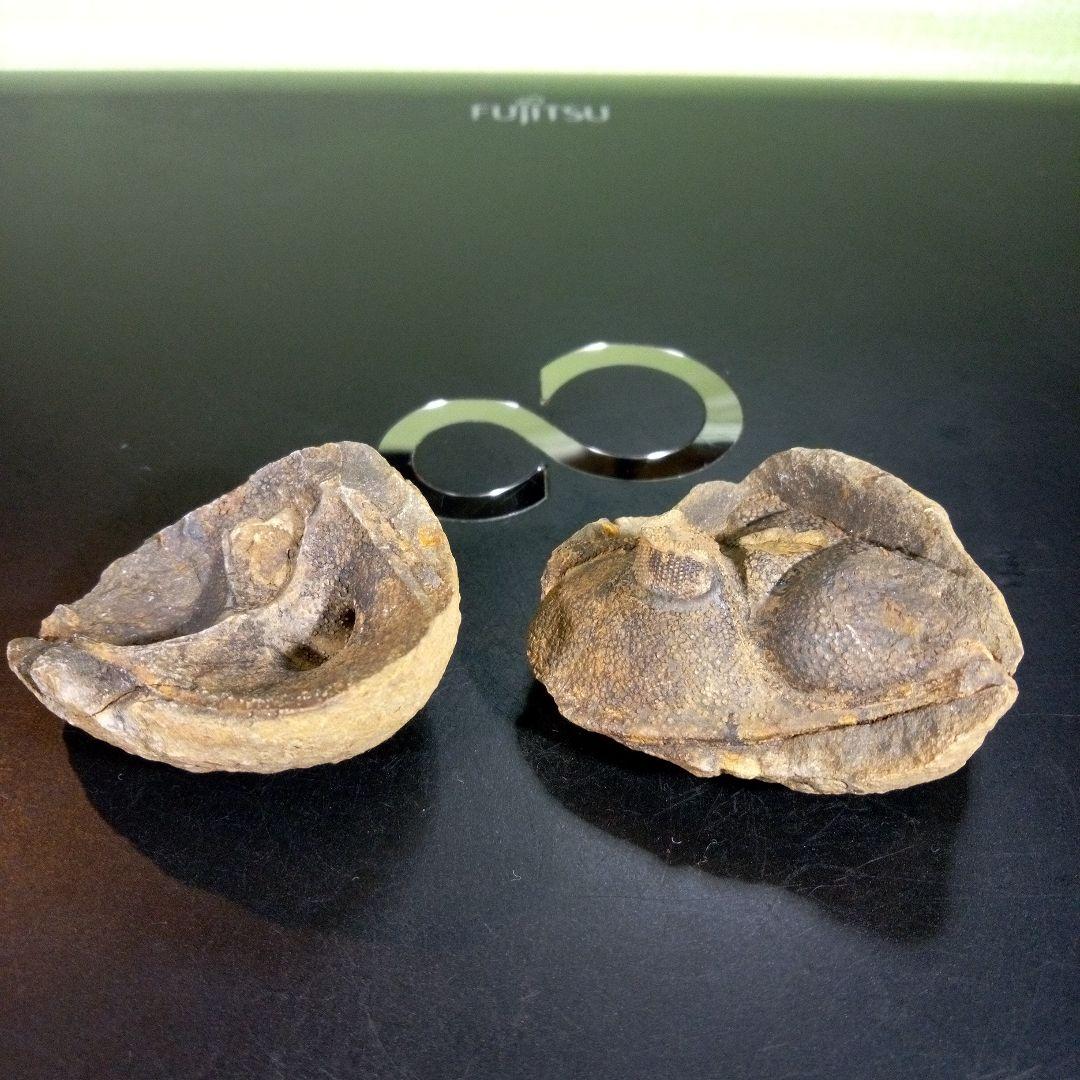 三葉虫　化石　fossil　海　ボリビア産　trilobite　レア　化石№⑩