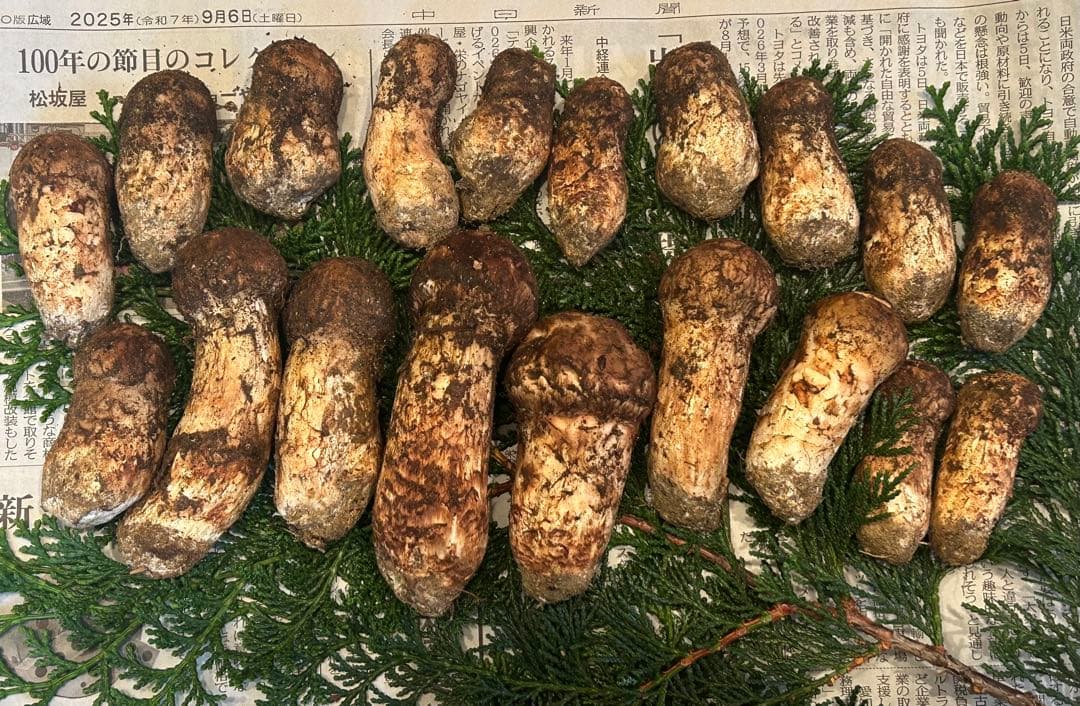 ☆信州産松茸☆ツボミの最高級冷凍松茸220グラム☆まつたけ☆国産松茸☆①☆