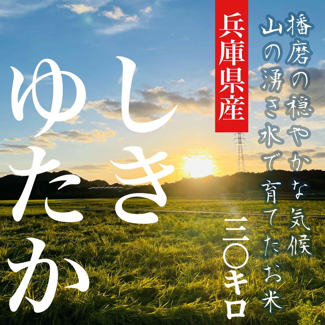 【レア品種 シキユタカ】兵庫県産新米＊湧き水育ち農家のお米 30kg