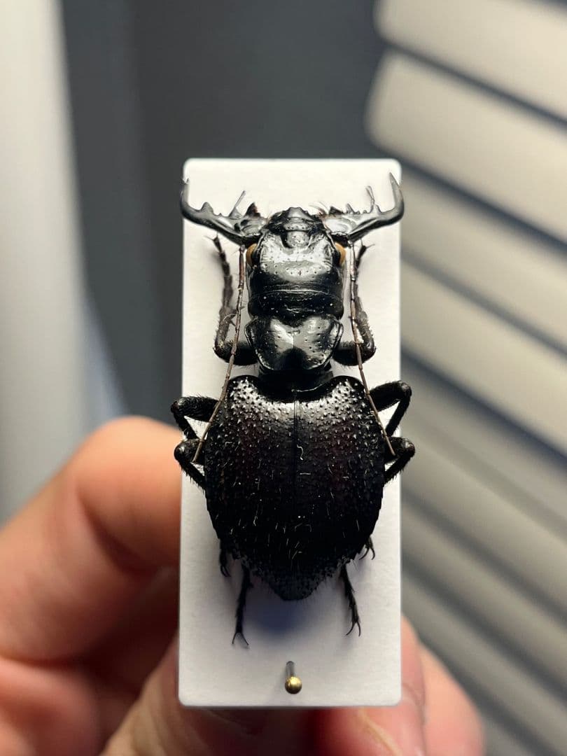 【大閻魔斑猫希少種】オオエンマハンミョウ Manticora 産 昆虫標本