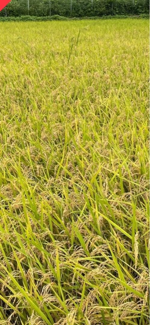 奈良県産自然栽培ヒノヒカリ20kg精米