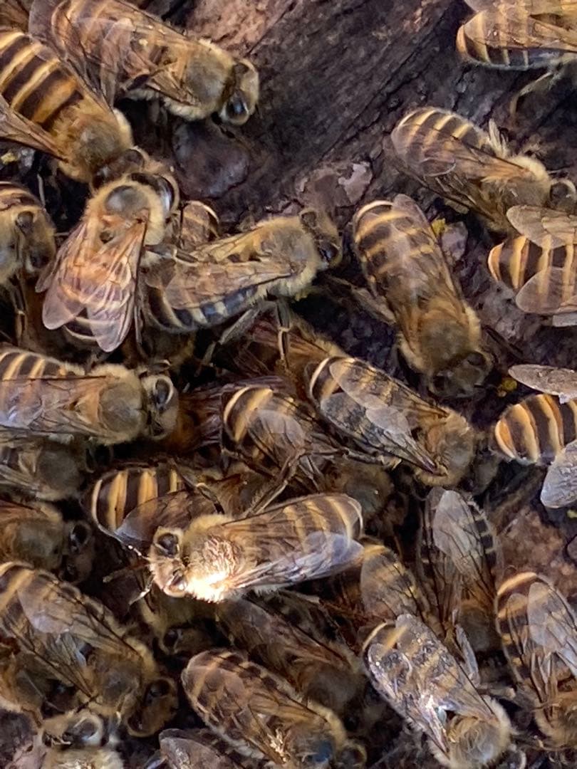 ハチミツ　日本蜜蜂の蜂蜜　巣箱違い谷違いのはちみつ　奥山の奥