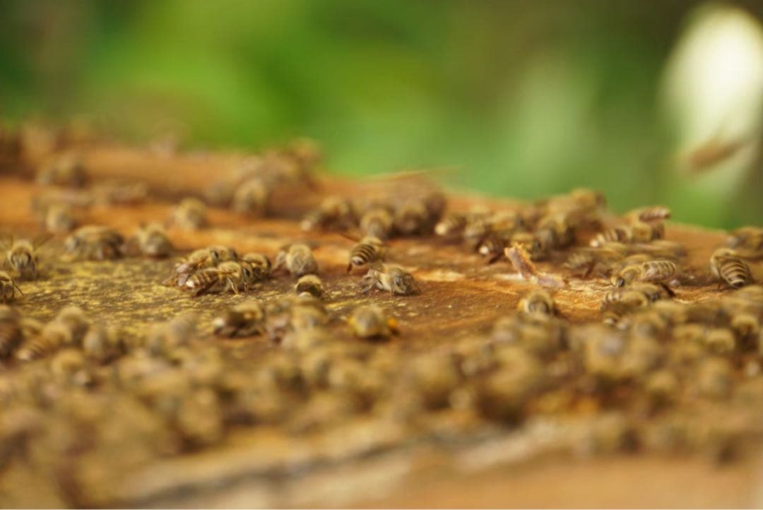 ハチミツ　日本蜜蜂の蜂蜜　巣箱違い谷違いのはちみつ　奥山の奥