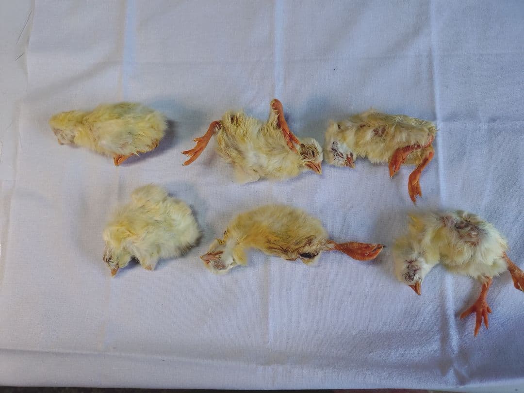 ココ 送料無料　訳あり冷凍ヒヨコ100羽　ピンクマウスＬ100匹