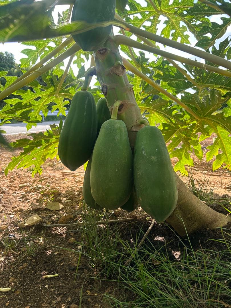 Pp沖縄県産青パパイヤ28kg