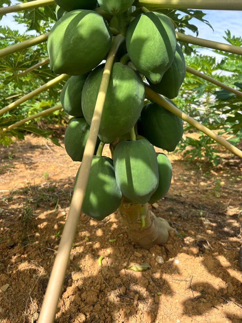 Pp沖縄県産青パパイヤ28kg