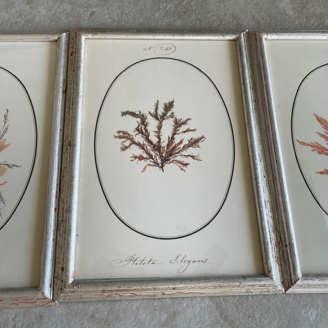 ブランドジュリエ　縦35×横25 3セット。