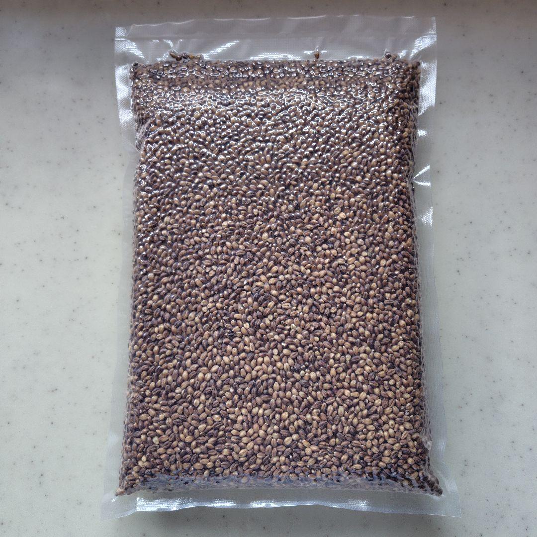 ぶーちゃん もち麦10kg 紫もち麦 ダイシモチ 食べやすく精麦済