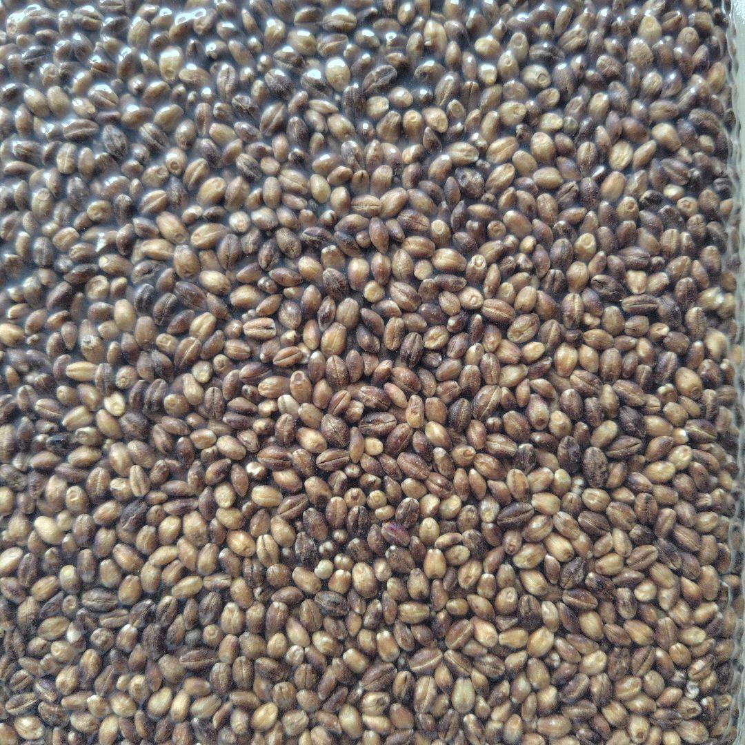 ぶーちゃん もち麦10kg 紫もち麦 ダイシモチ 食べやすく精麦済