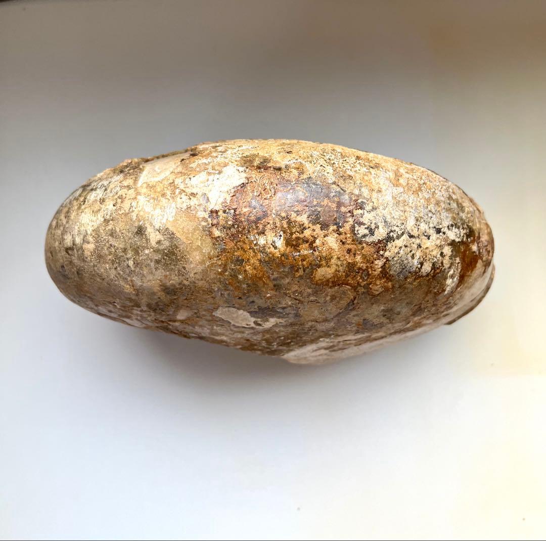 オウムガイ化石　モロッコ産　特大