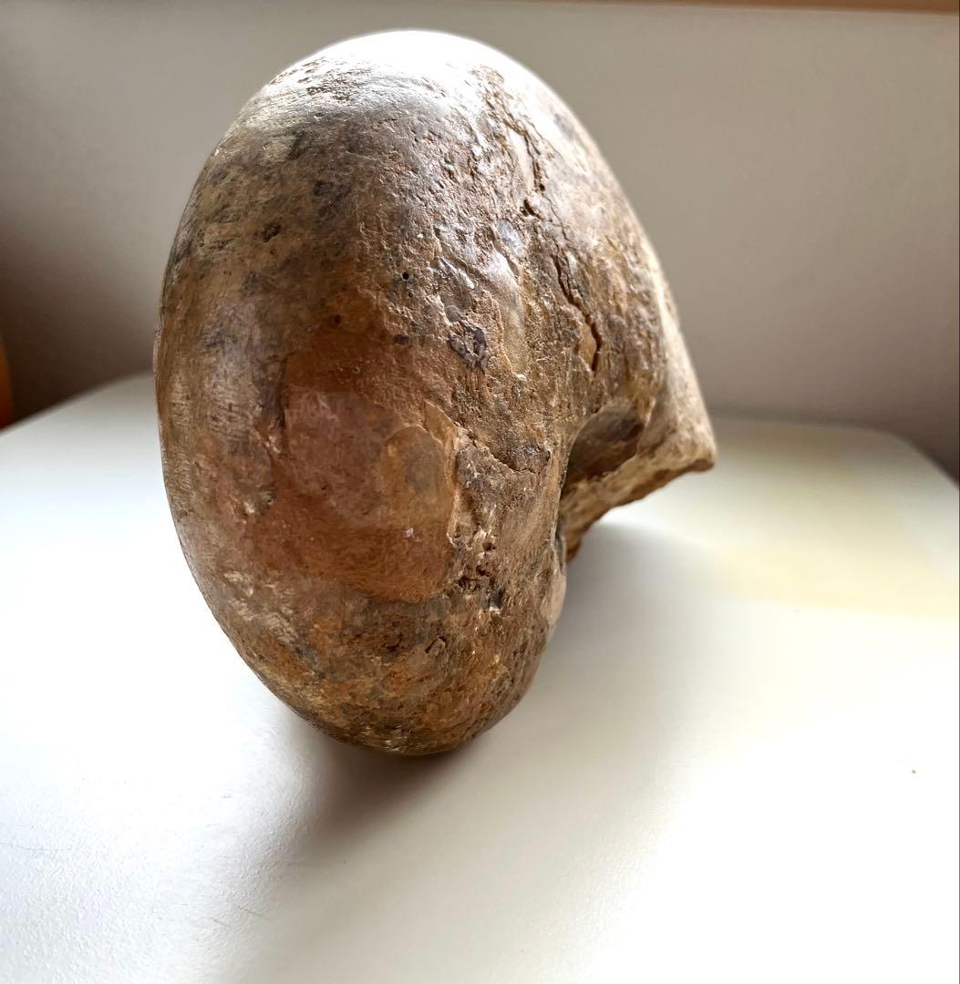 オウムガイ化石　モロッコ産　特大