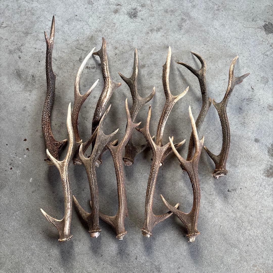 日本鹿　角　まとめ売り