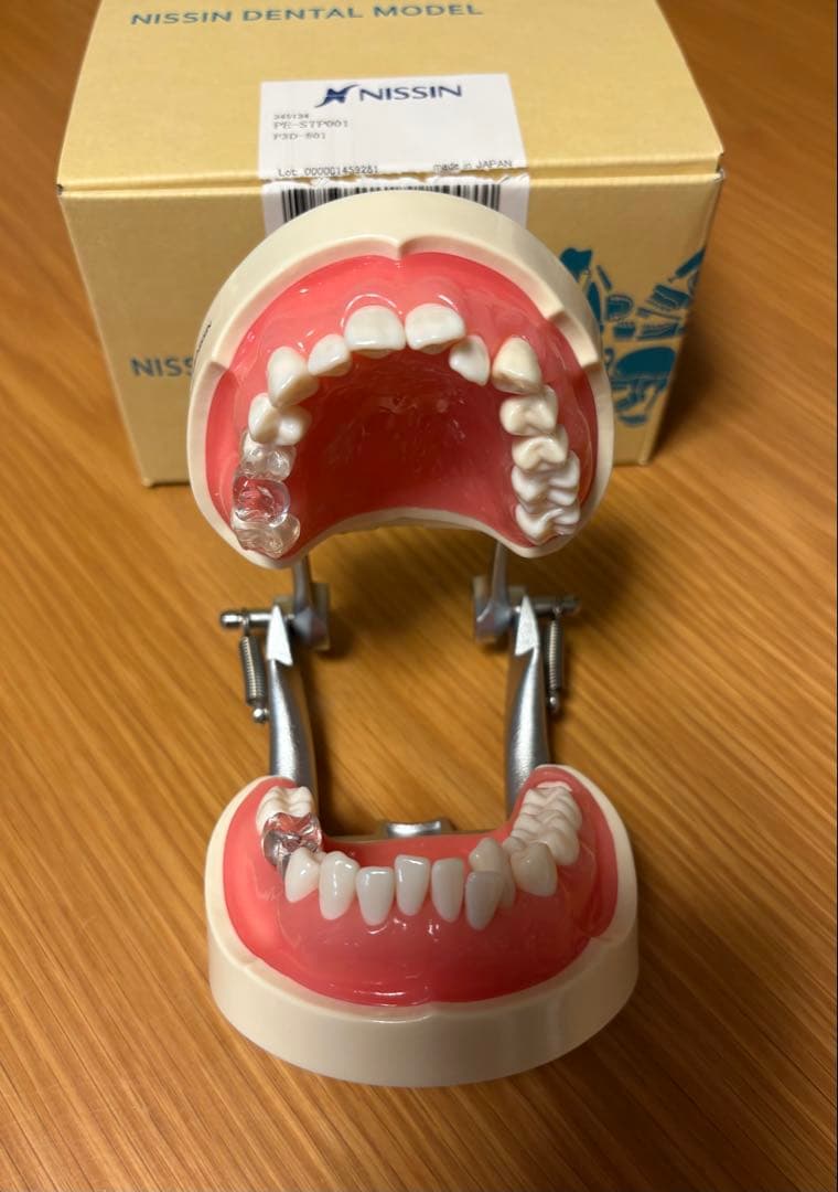 NISSIN DENTAL MODEL 可動式上下顎模型