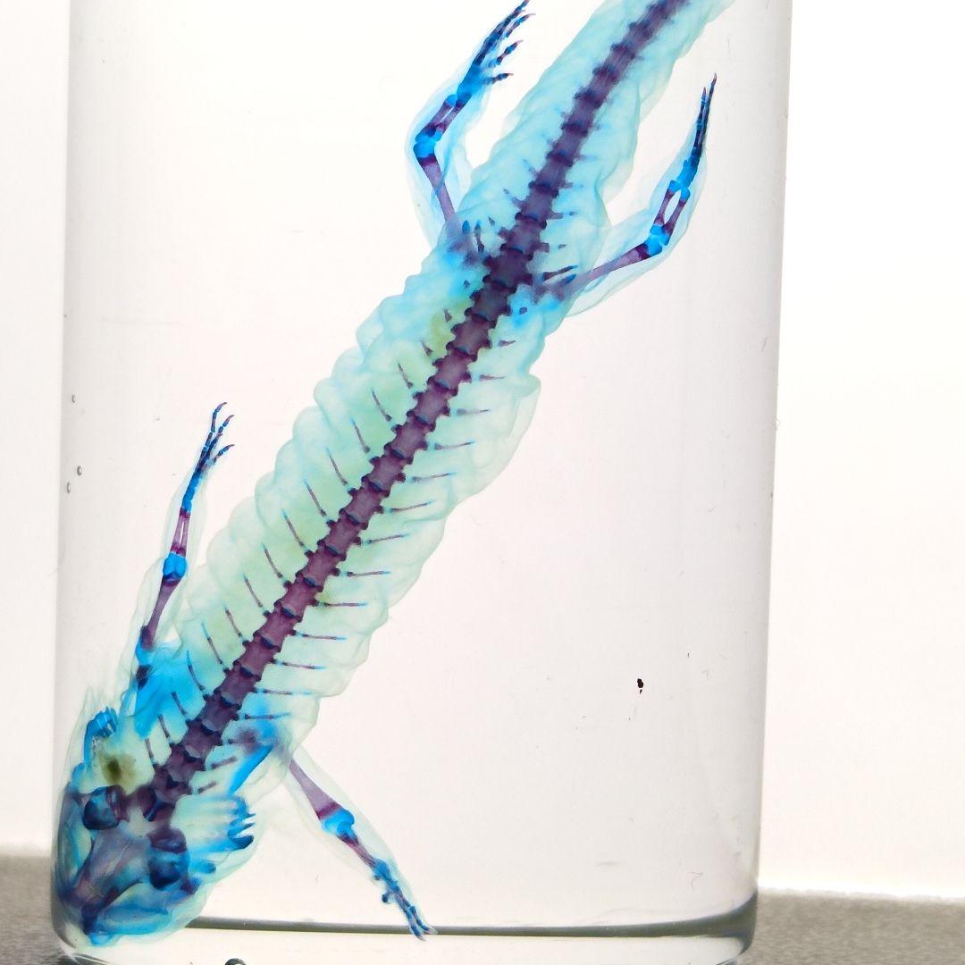 【1点物】極美品☆極希少 透明骨格標本 ハコネサンショウウオ 幼体 約50mm