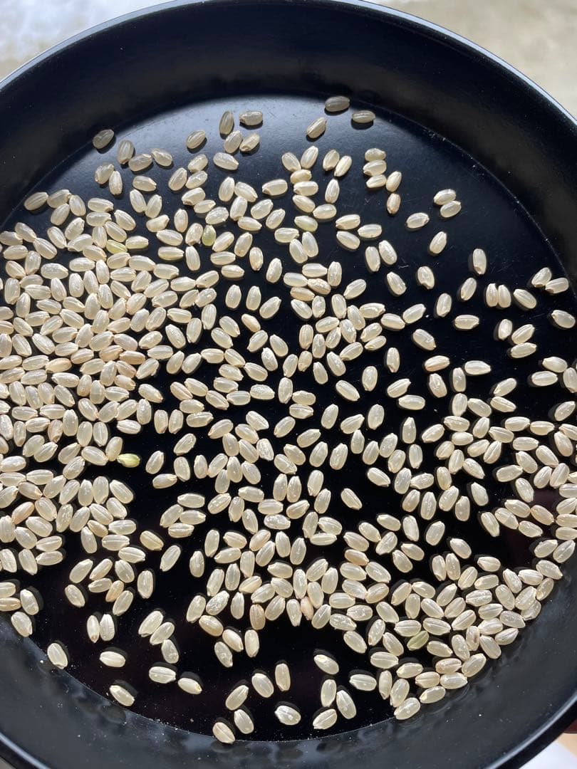 令和7年産　ひとめぼれ　30k玄米　送料無料！