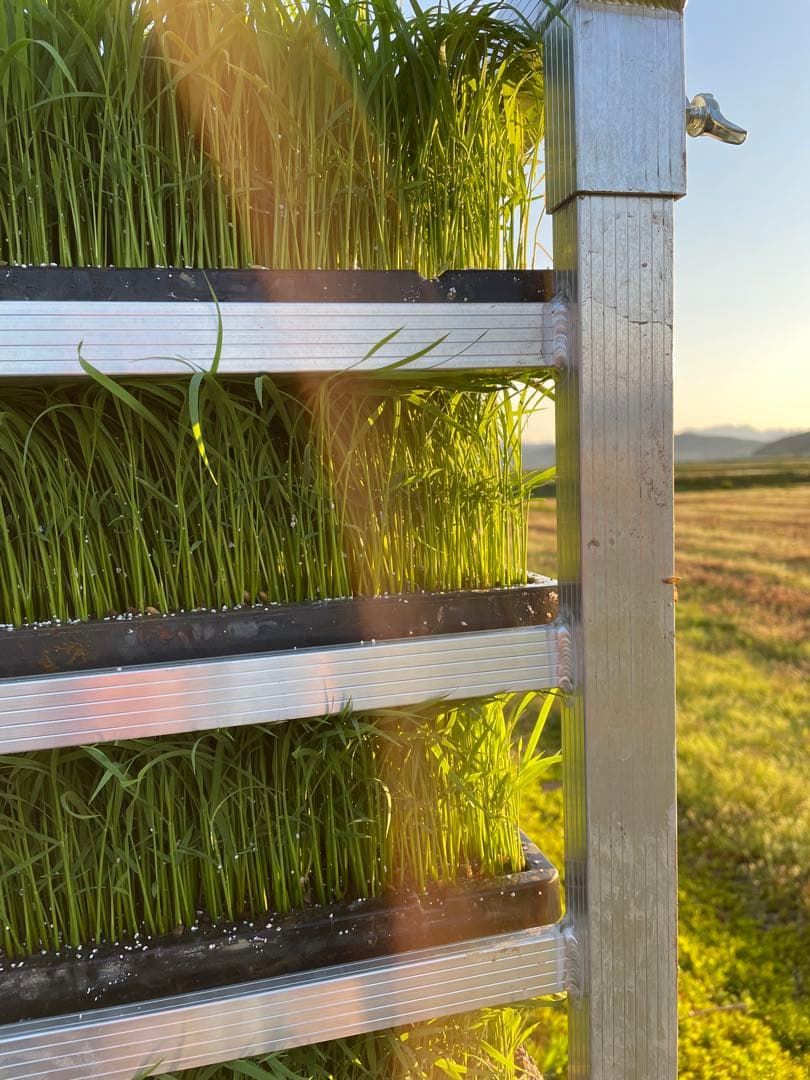 令和7年産　ひとめぼれ　30k玄米　送料無料！