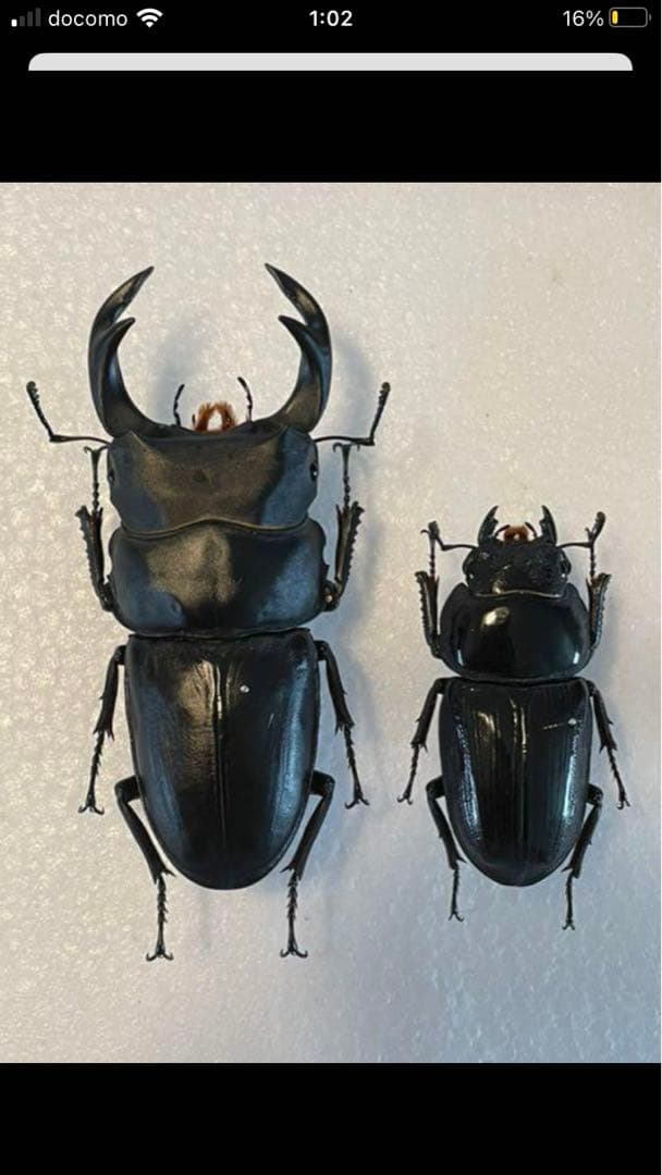 タイワンオオクワガタ　ペア　標本