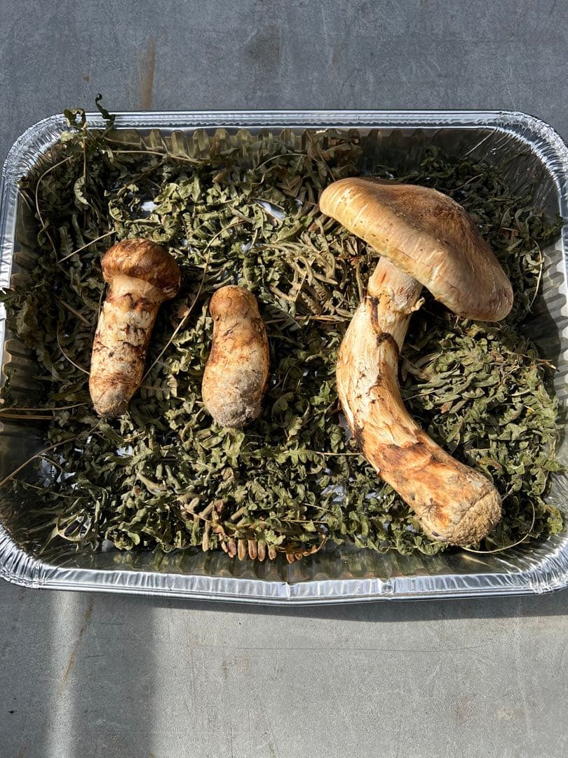 岩手県産 松茸 極上開き蕾 セット